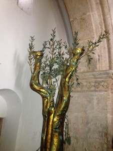 Upper Room olive tree with Notzrim - shoots